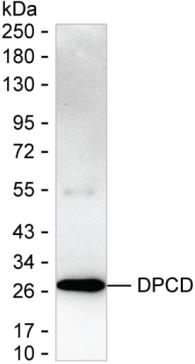 DPCD